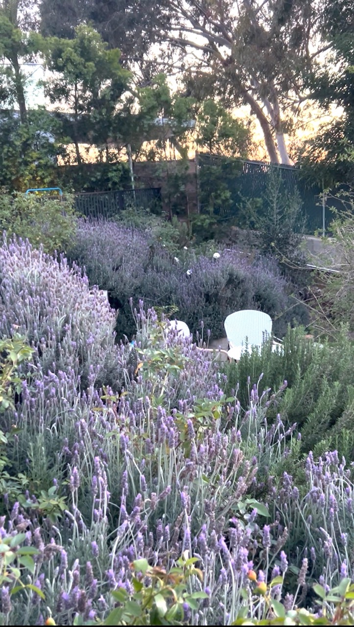 How to Propogate Lavender from Cuttings (and Why It’s Easier Than You Think)