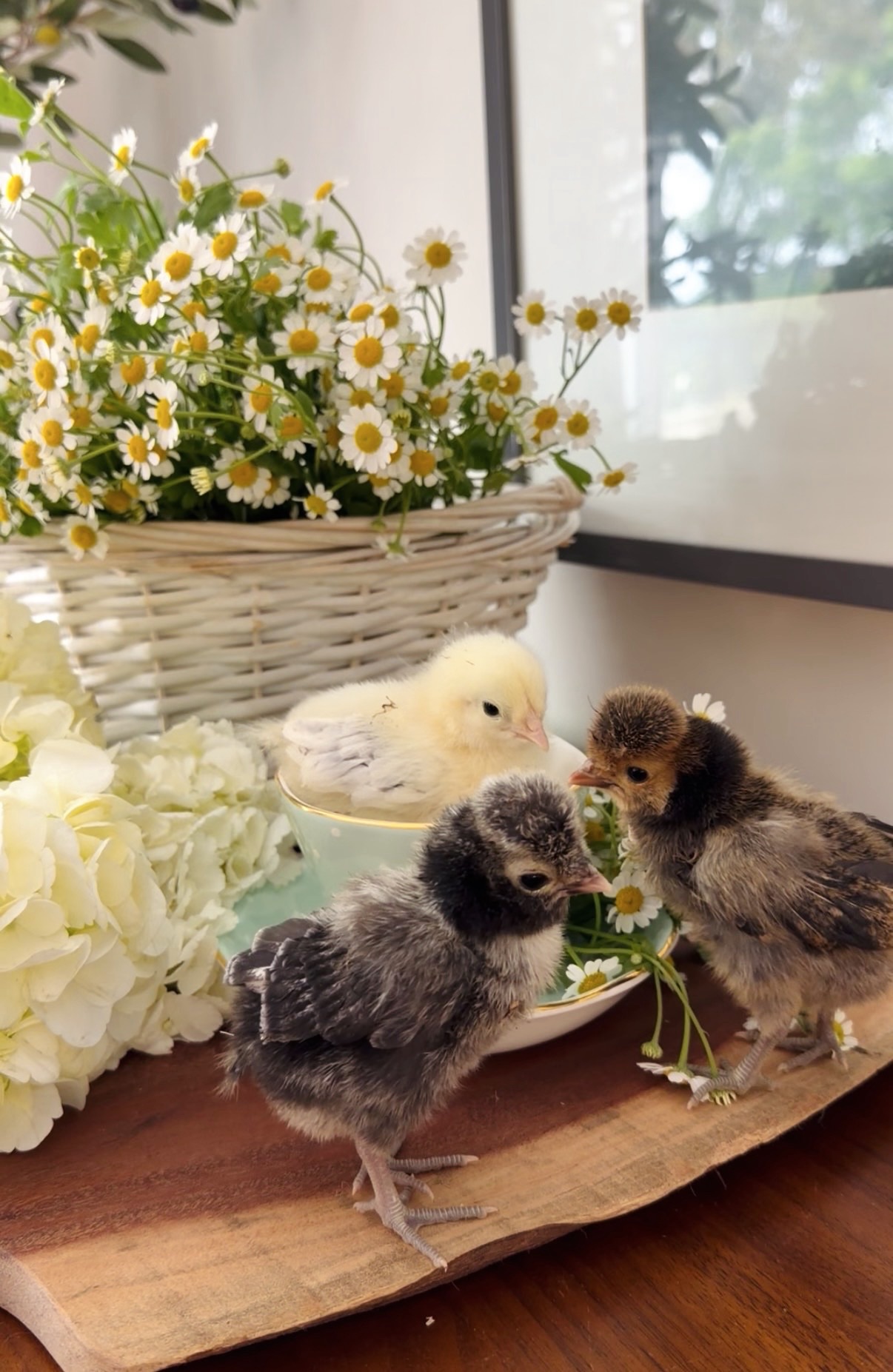 First Chicks Starter Guide