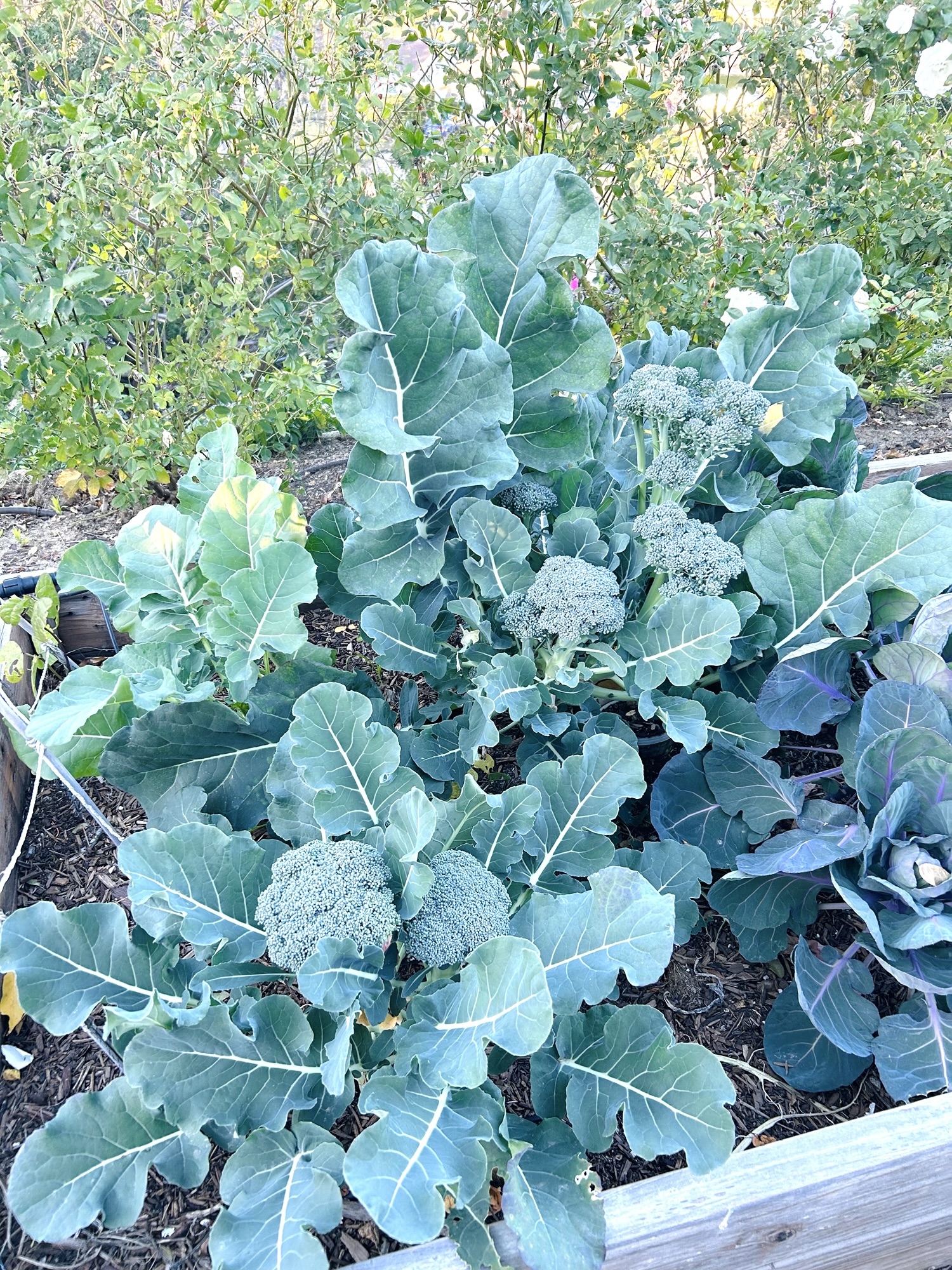 The Natural Fertilizer Mix That Makes My Garden Thrive 🌱