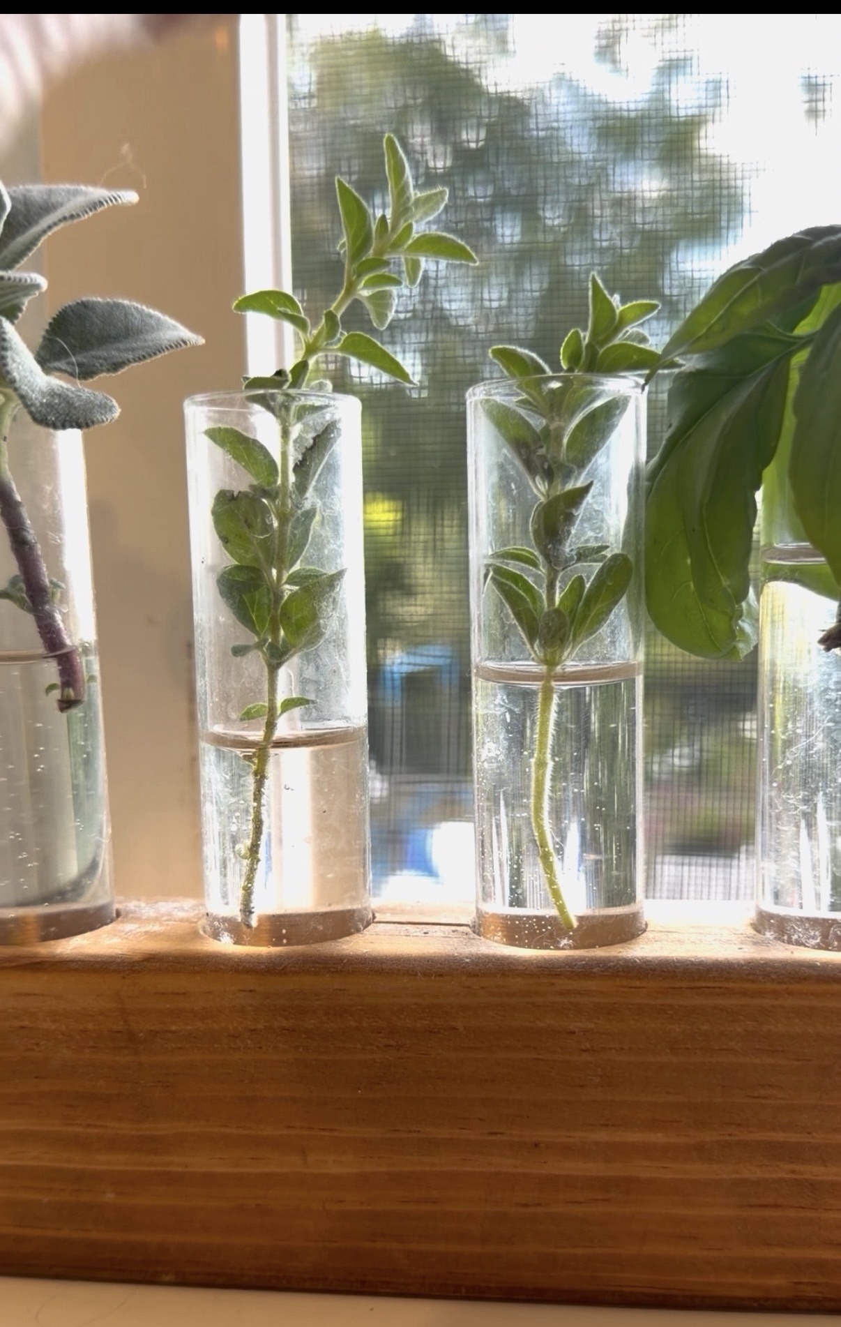 How to Propagate Herbs in Water (Oregano, Sage, Rosemary & Basil)